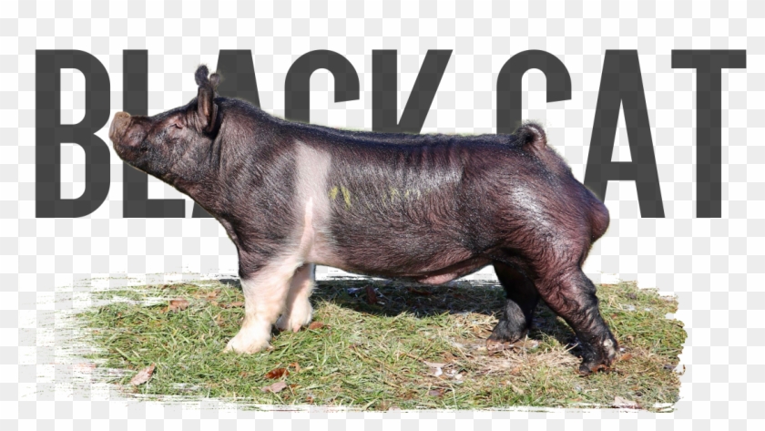 Black Cat - Pre-order - $300 - Overrun - $200 - Last - Domestic Pig Clipart