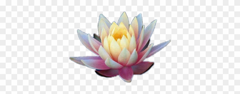 #lotus #flower #pink #garden #lotusflower #mythology - Fleur De Lotus Chine Clipart #2980935