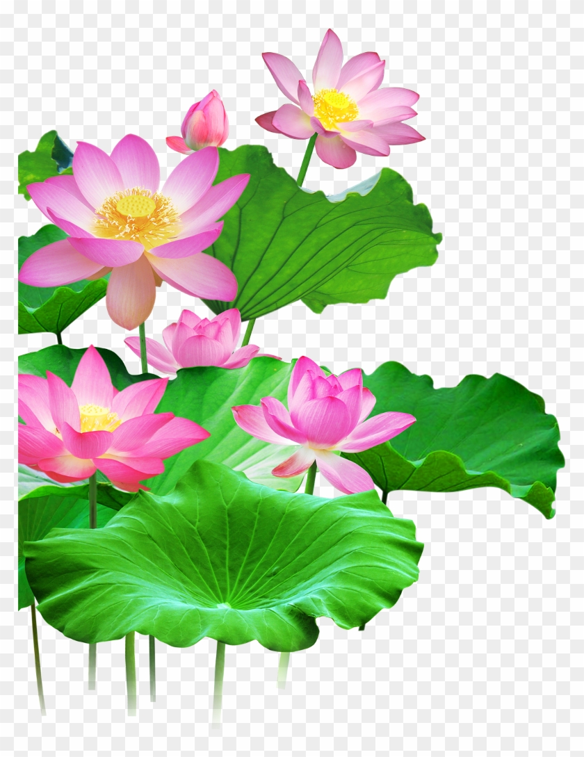Sacred Lotus, Lotus Effect, Green Lotus Leaf, Flower, - Lotus Wallpaper Png Clipart