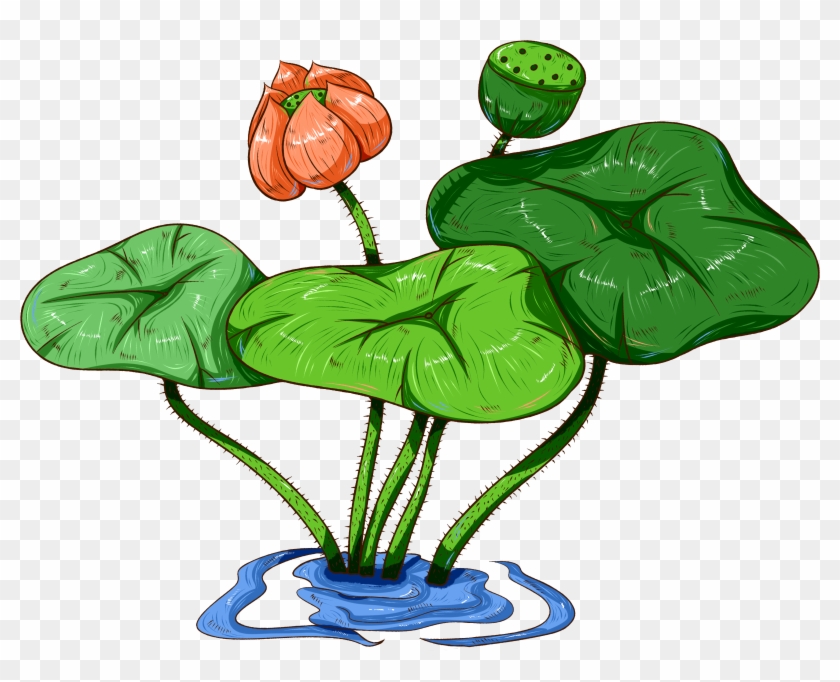 Original Commercial Hand Painted Aquatic Plants Png - ดอกบัว ฝักบัว Clipart