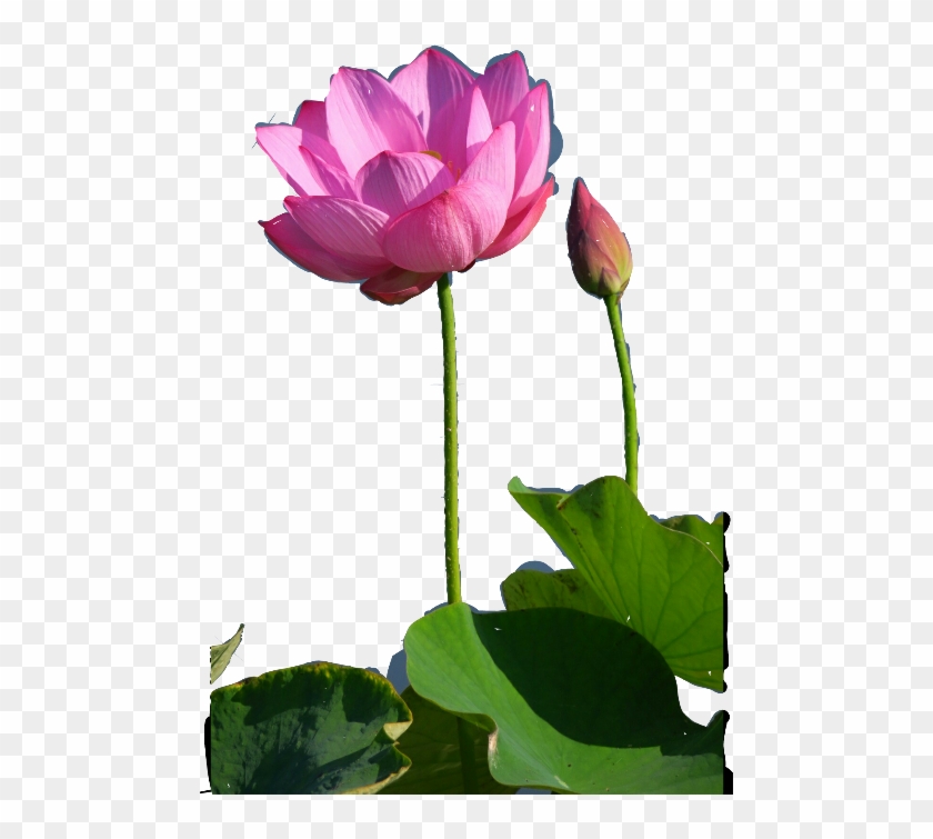 Sacred Lotus , Png Download - Sacred Lotus Clipart