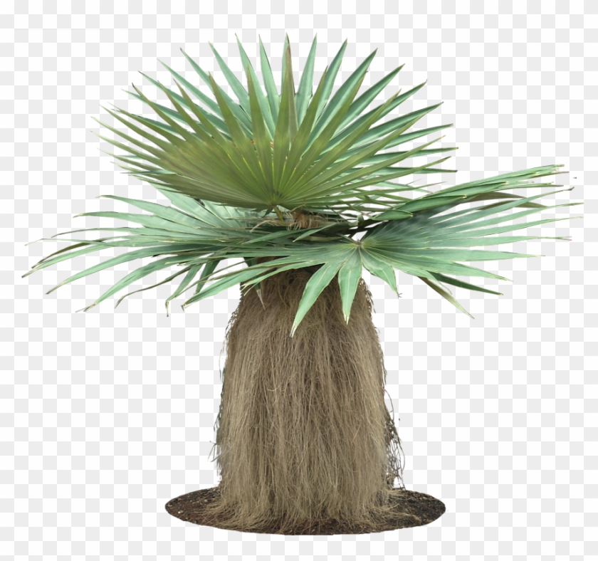 Coccothrinax Crinita Clipart #2981517