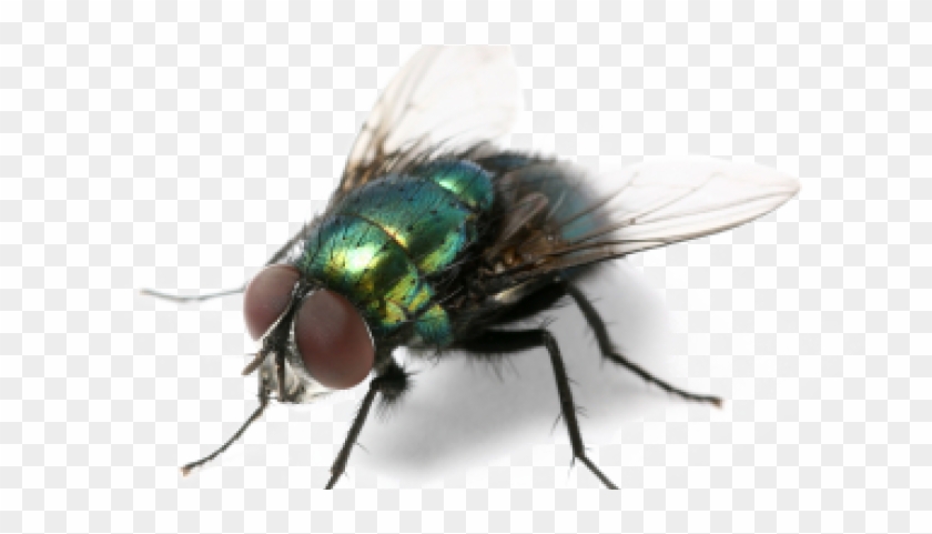 Green Fly Png Clipart Background - Annoying Creatures Meme Transparent Png