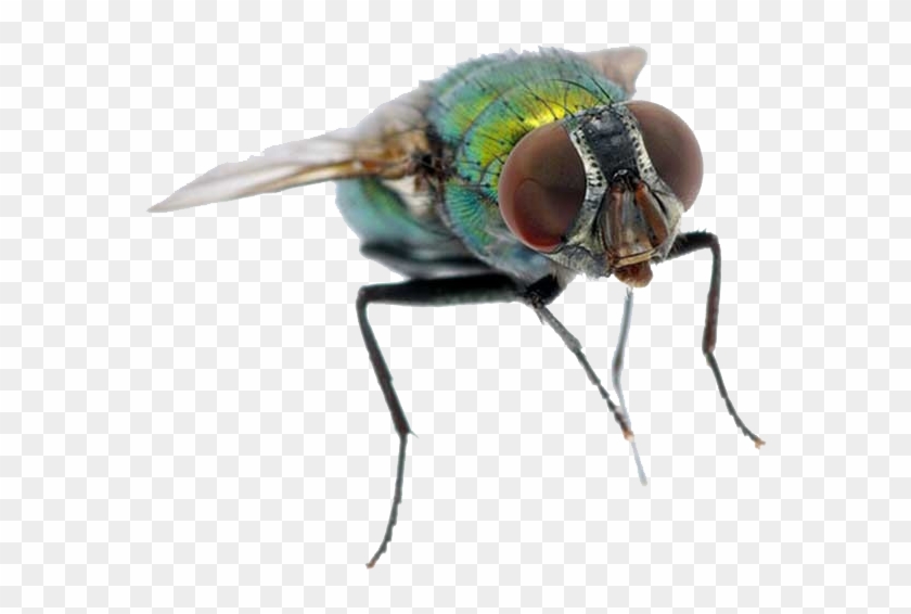 Water Fly Clipart