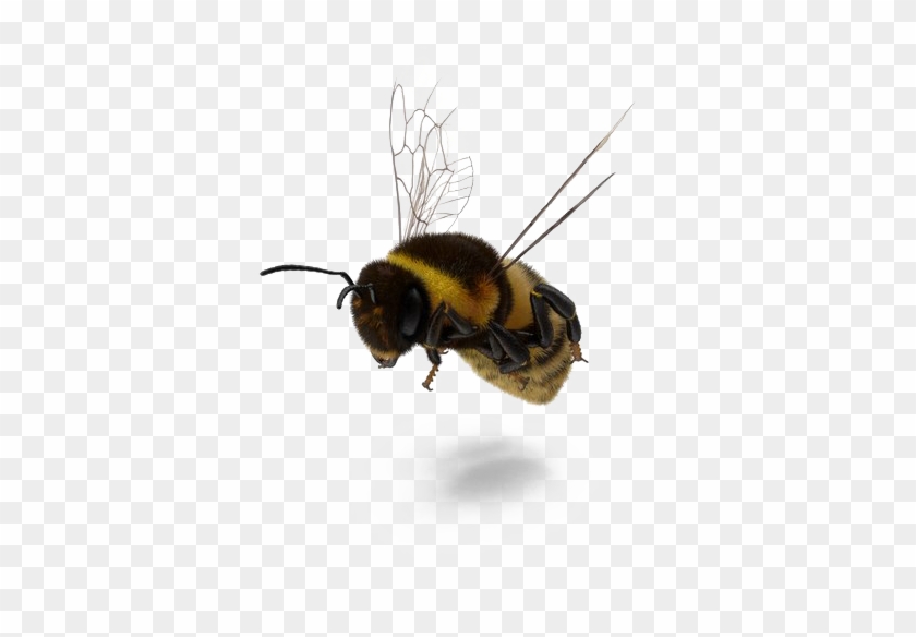 Fly Png Image Free Download - Bumblebee Clipart