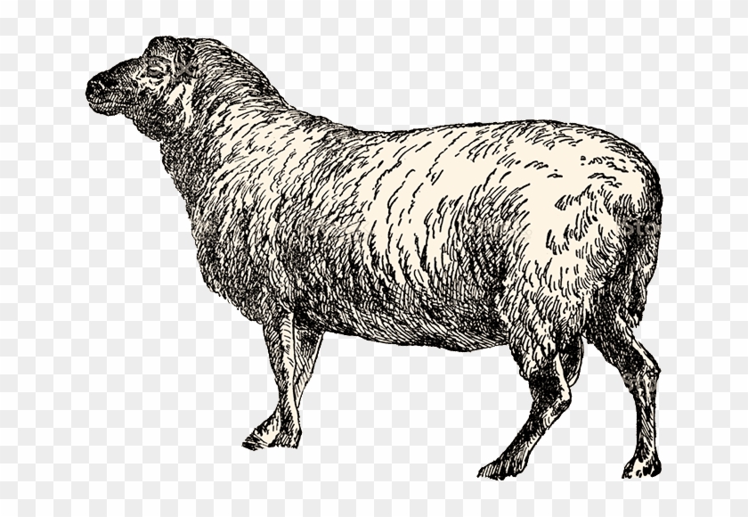 Sheep Clipart #2982442