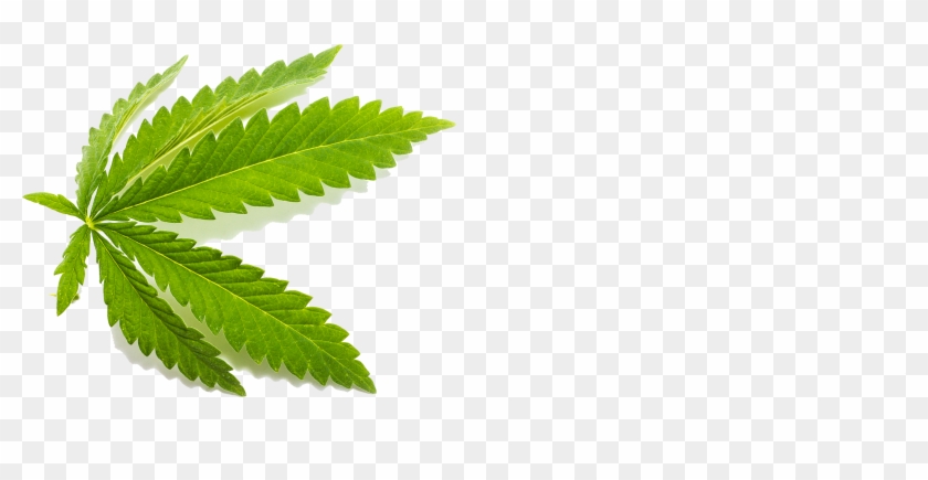 Herbaceous Plant Clipart