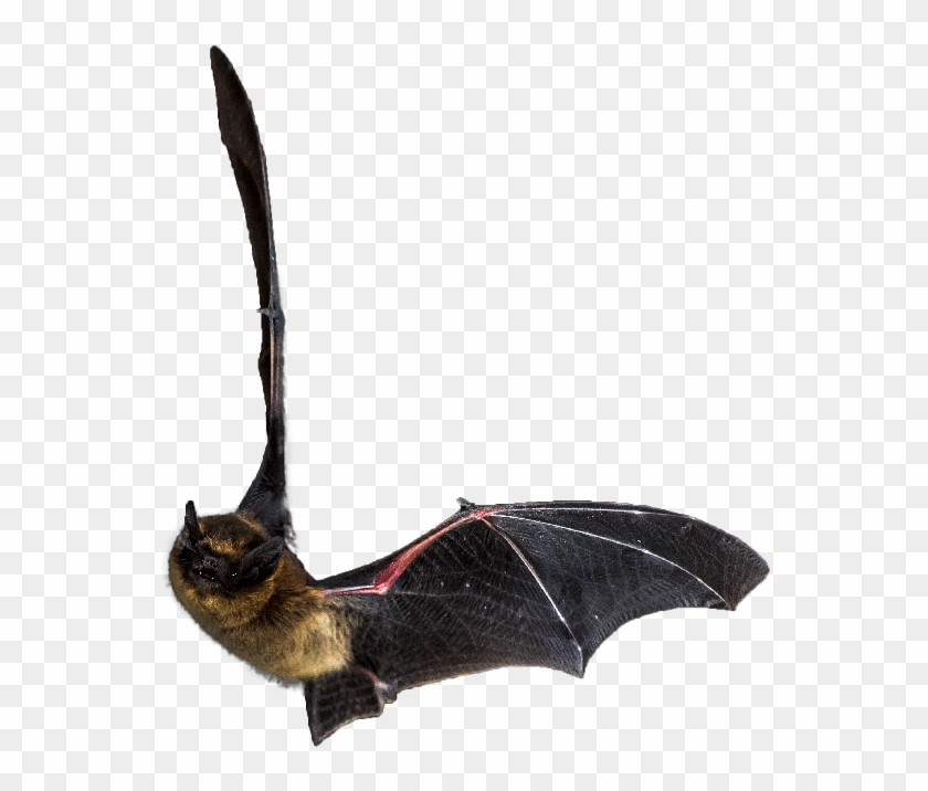Flying Bat - Transparent Flying Bats Clipart #2983550