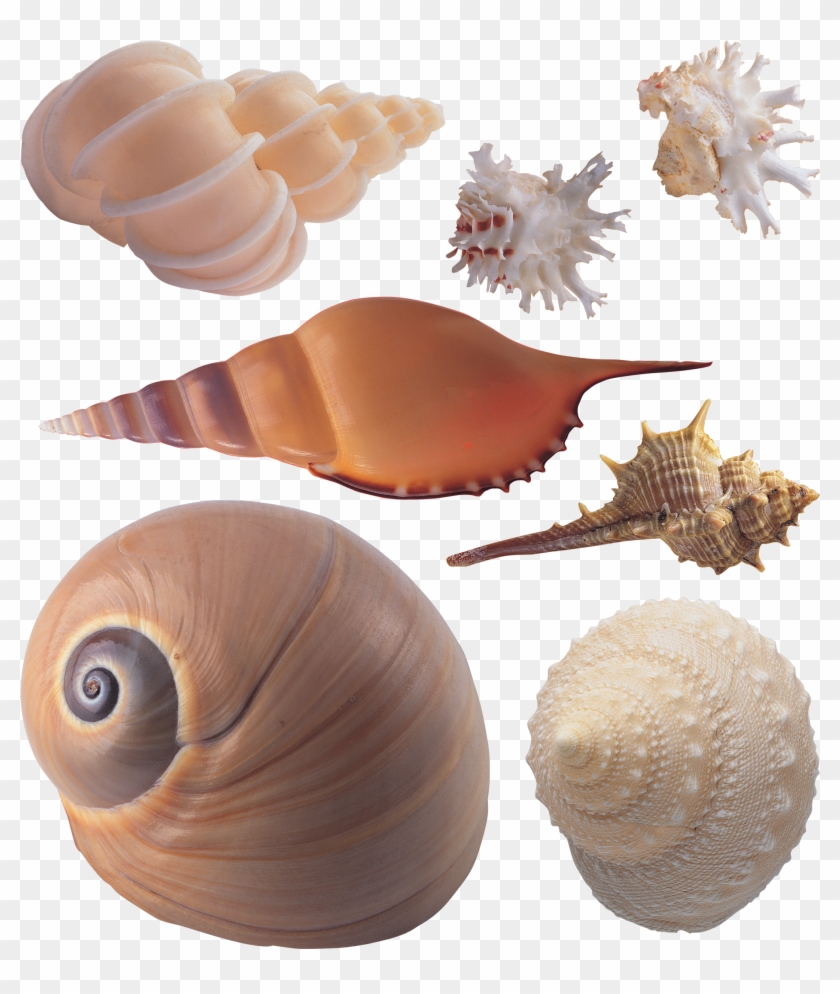 贝壳 图片 Clipart