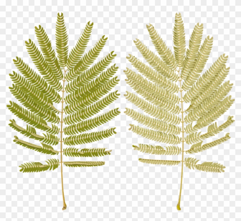 Fern Branch - Ostrich Fern Clipart #2984113