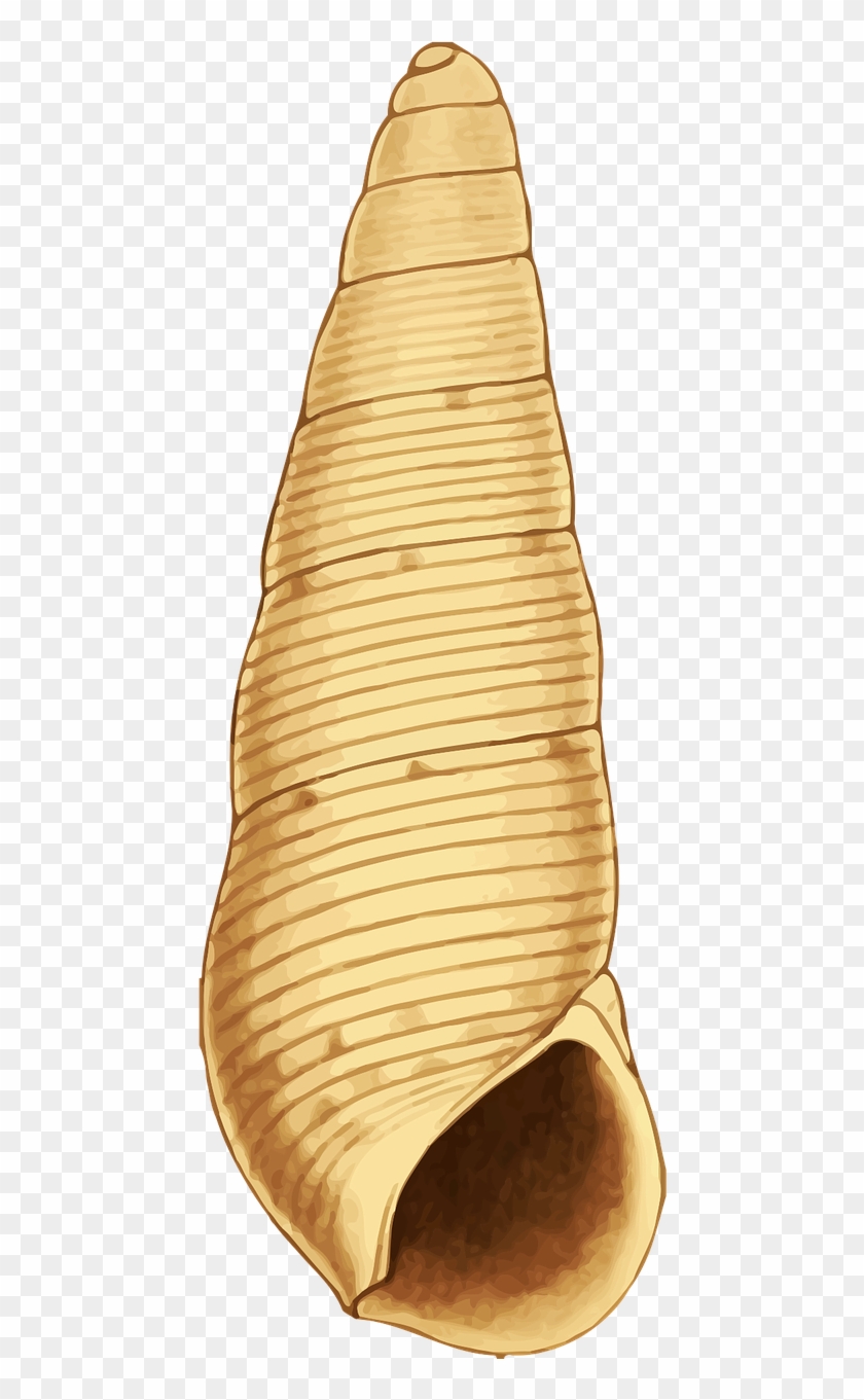 Animal Beach Ocean Sea Seashell Png Image - Plank Clipart #2984147