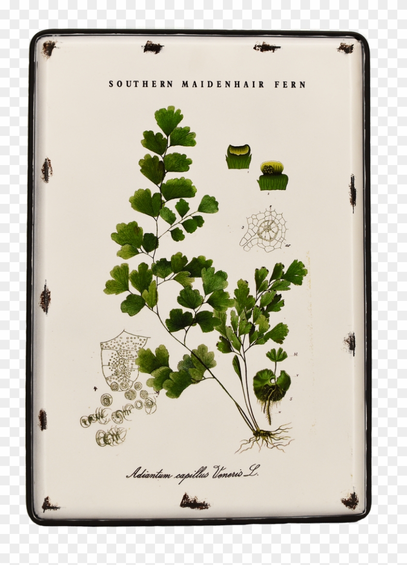 Image - Tree Clipart #2984198