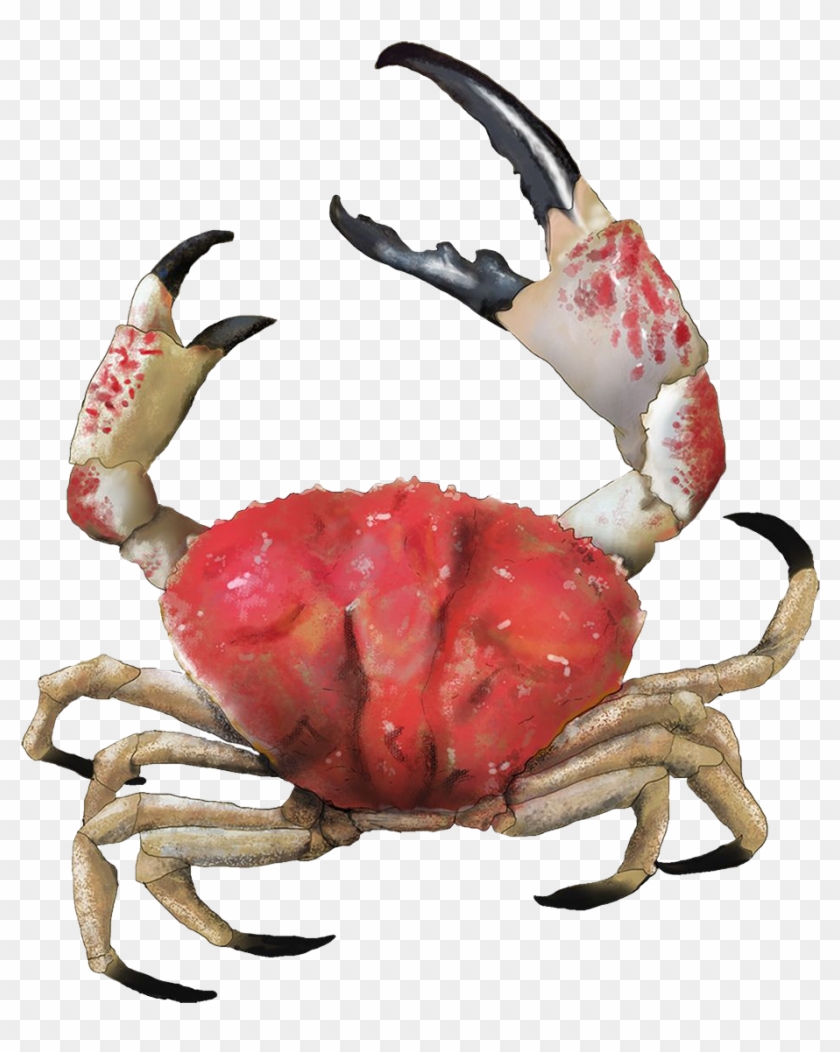 Crab Png Picture - Giant Crab South Australia Clipart #2984605