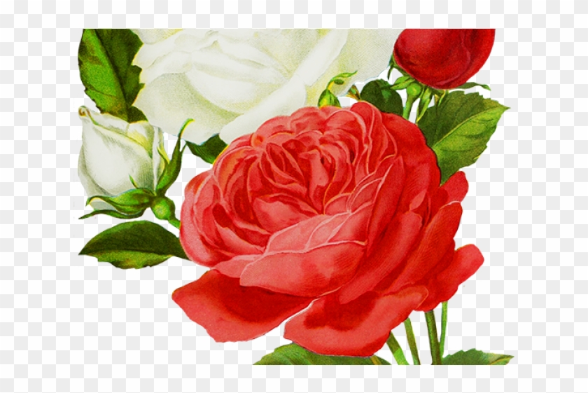 White Rose Png Transparent Images - Clip Art #2984609