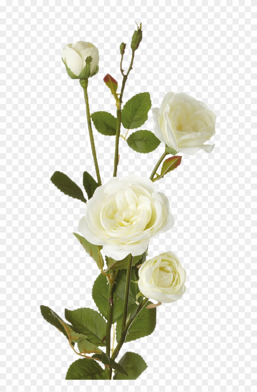 Single White Rose Flowers Clipart