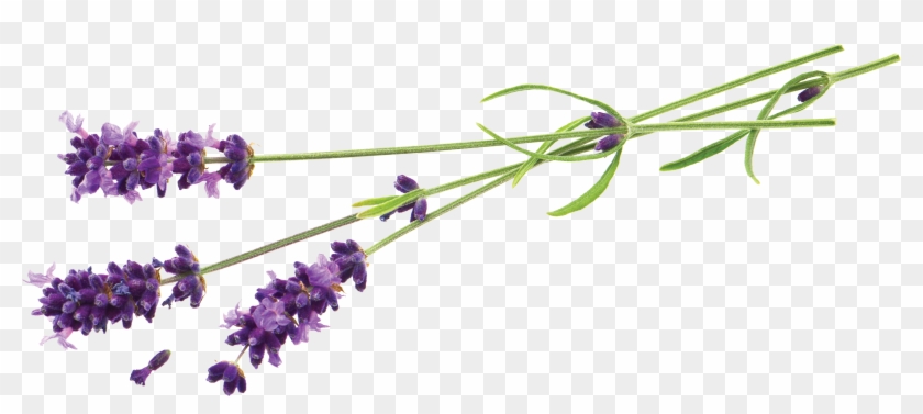 Go To Image - Lavender Border Clipart