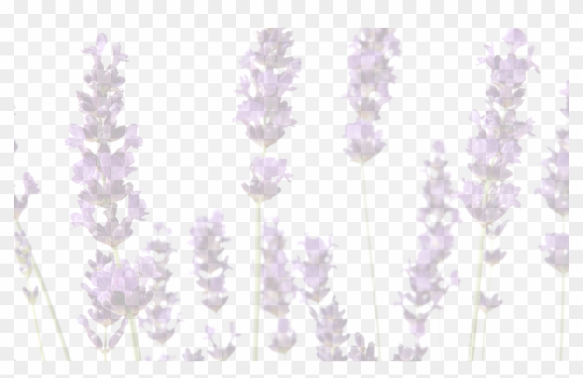 The History Of Lavender Sometimes Seems Fluid With - Lavandula Dentata Clipart