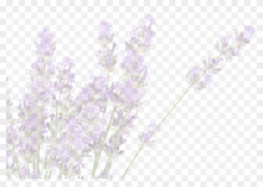 We're Told That The Greeks And The Romans Used Lavender - Цветы Лаванды Пнг Clipart #2987324