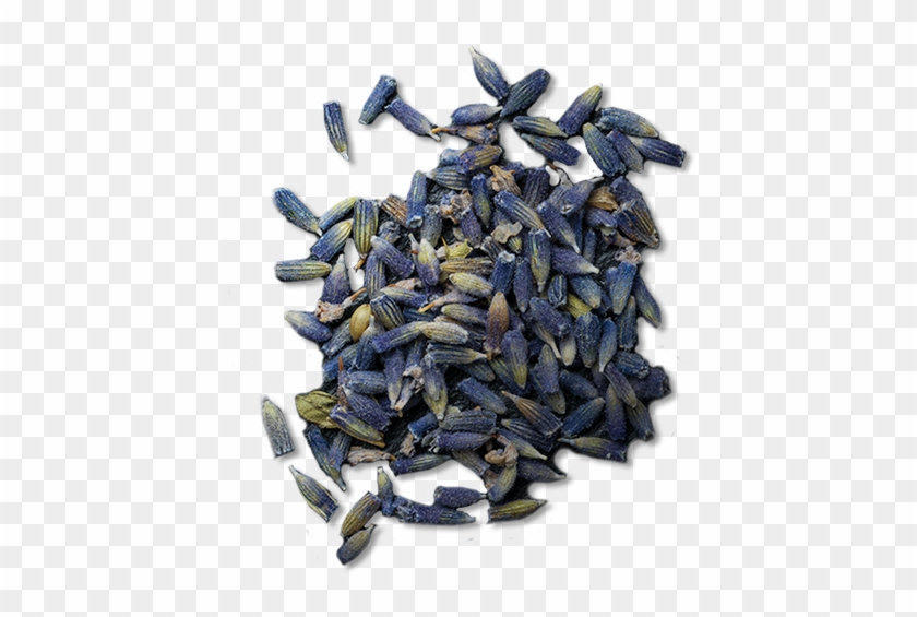 Sunflower Seed Clipart #2987370