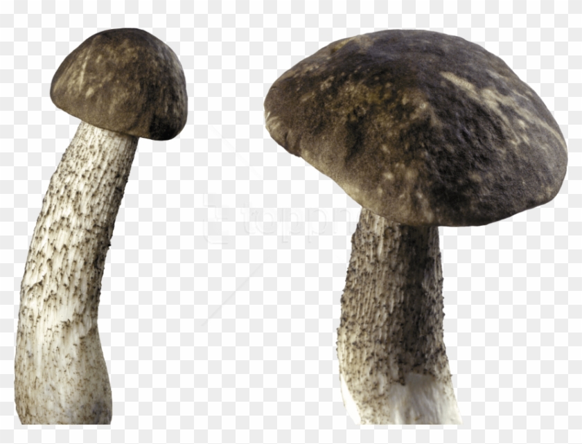 Free Png Download Dark Mushroom Png Images Background - Mushroom Transparent Background Clipart