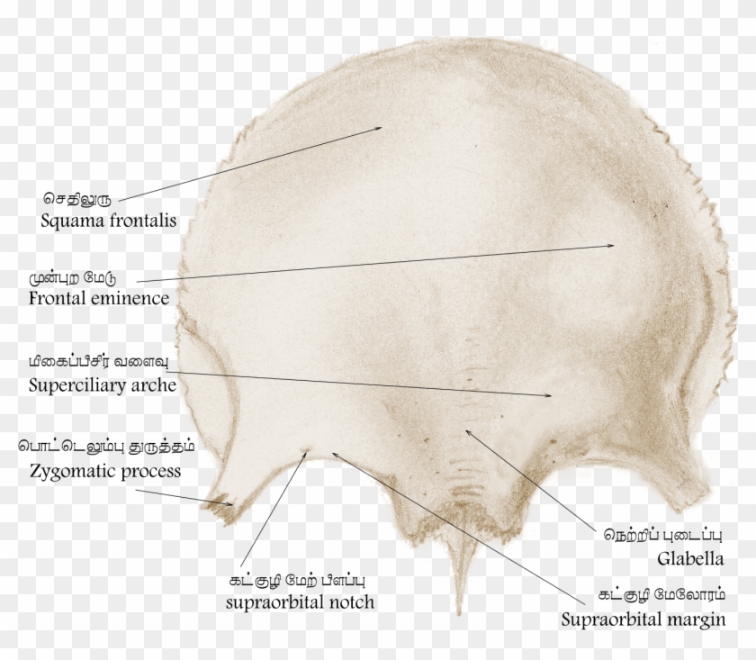 Frontal Bone Hrtawiki - Illustration Clipart #2989007