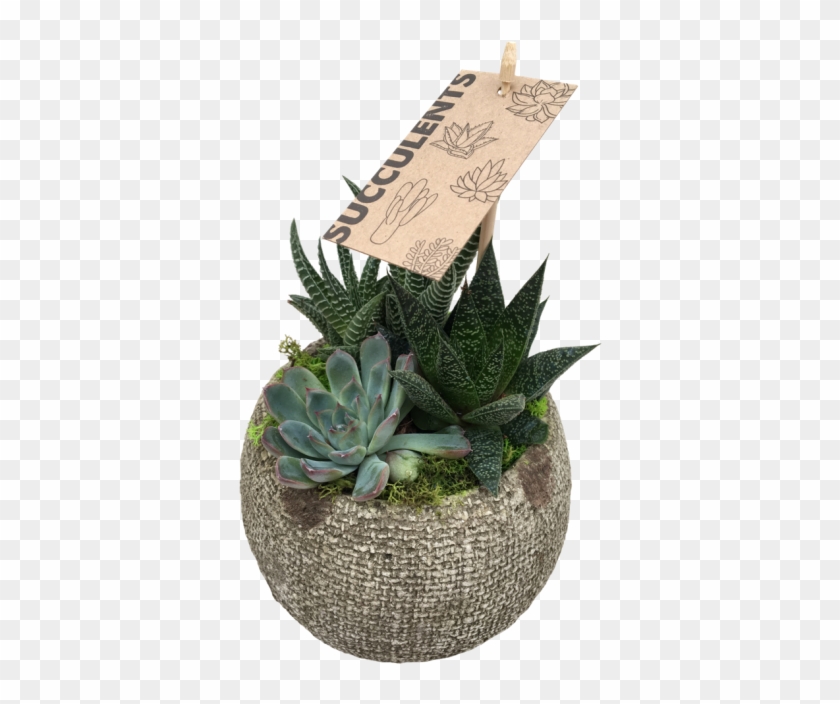 Small Succulent - Agave Clipart #2989098