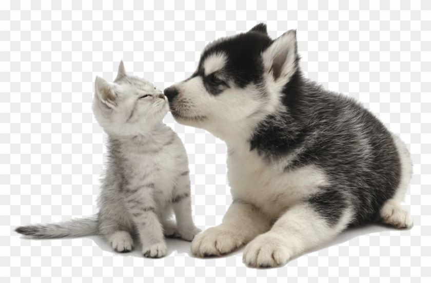 Puppy And Kitten Png - Animals With Clear Background Clipart