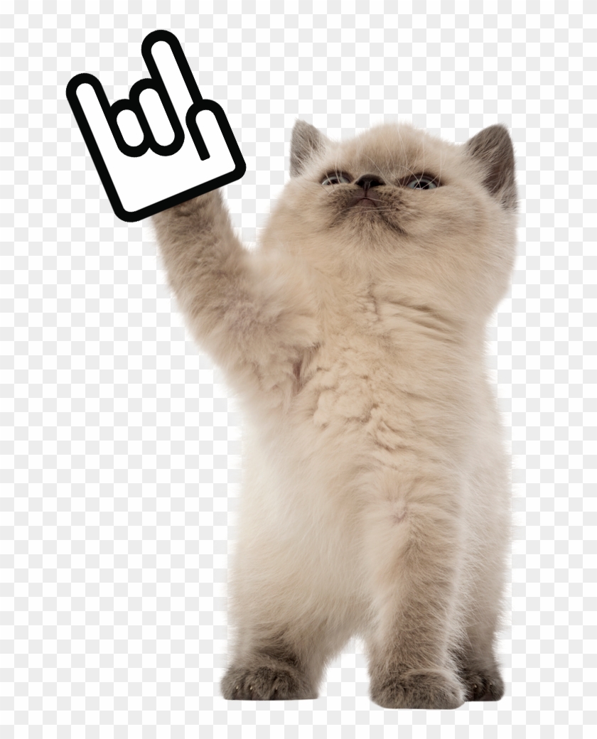 Todd Taiwan Startup Stadium Rock Kitten , Png Download - Cat Clipart