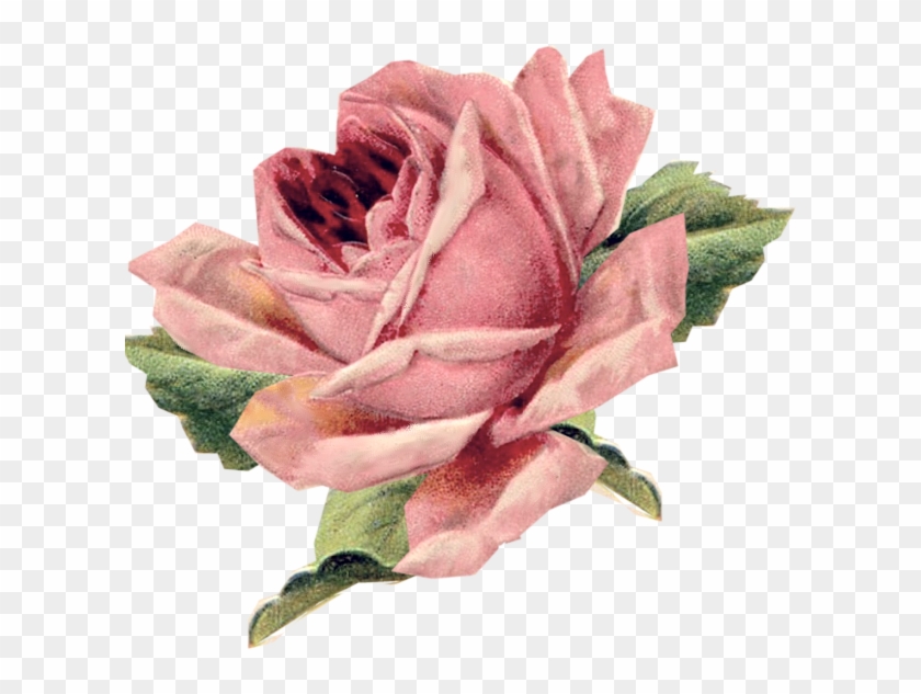 Vintage Rose Scrap More - Vintage Rose Postcard Clipart