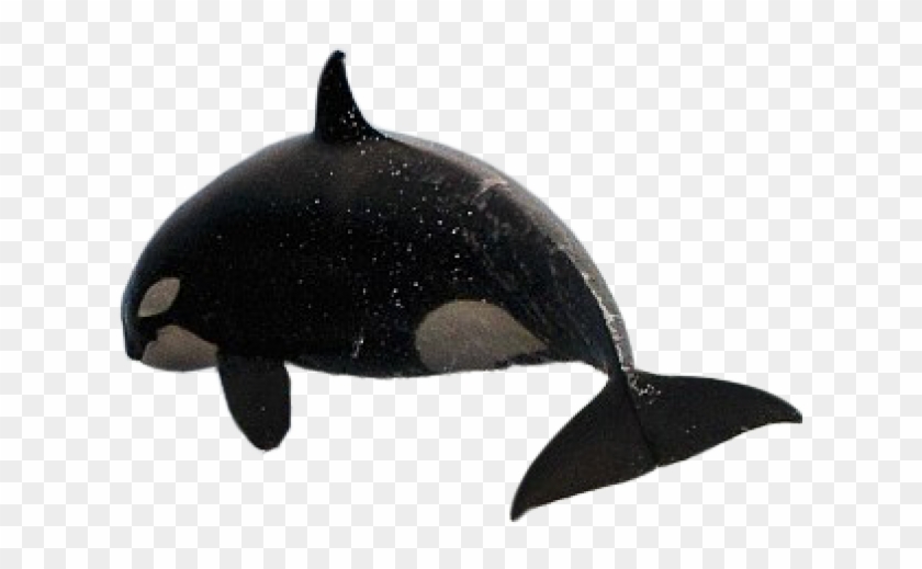 Orca Gif Transparent Background Clipart