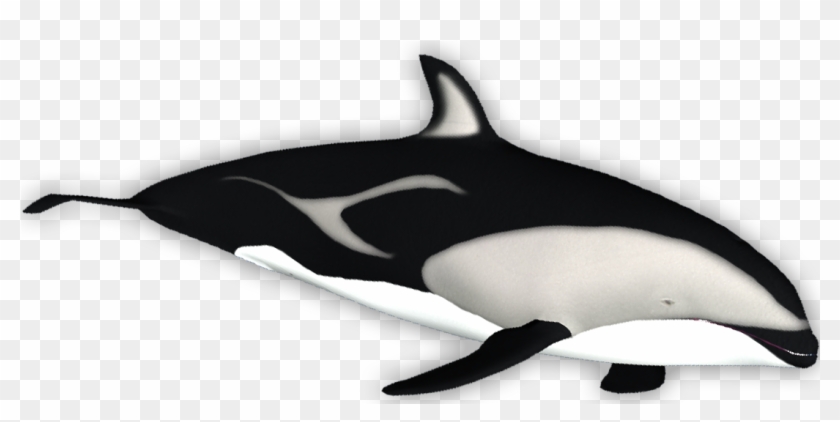 Killer Whale , Png Download - Killer Whale Clipart #2992707