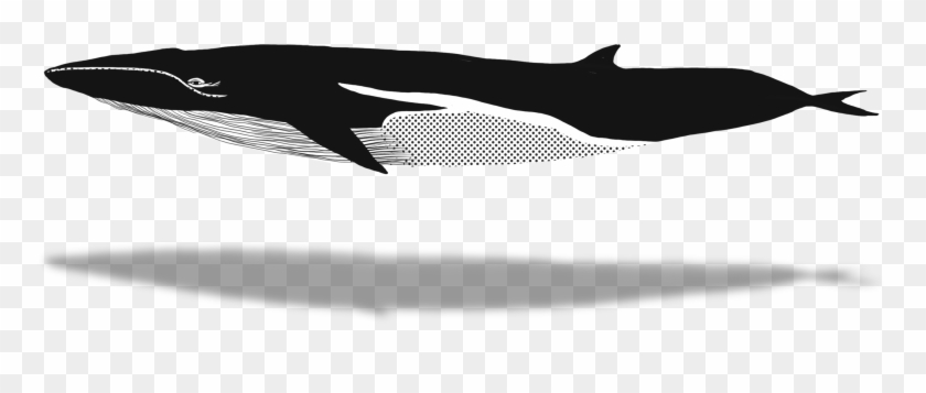 Whaletrips Homepage All About Watching Finbacks - Blue Whale Clipart #2992793