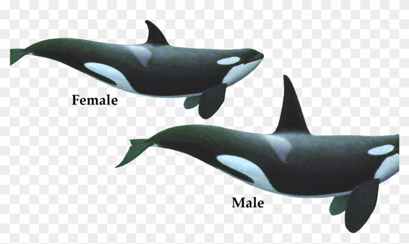 Couple Of Killer Whale Png Image Hd Wallpaper Download - Killer Whale Geometry Clipart #2992840