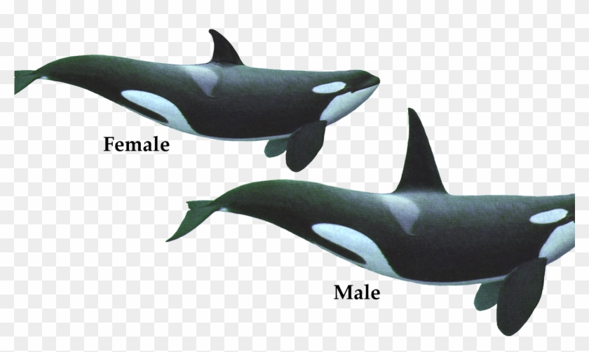 Couple Of Killer Whale Png Image Hd Wallpaper Download - Killer Whale Geometry Clipart