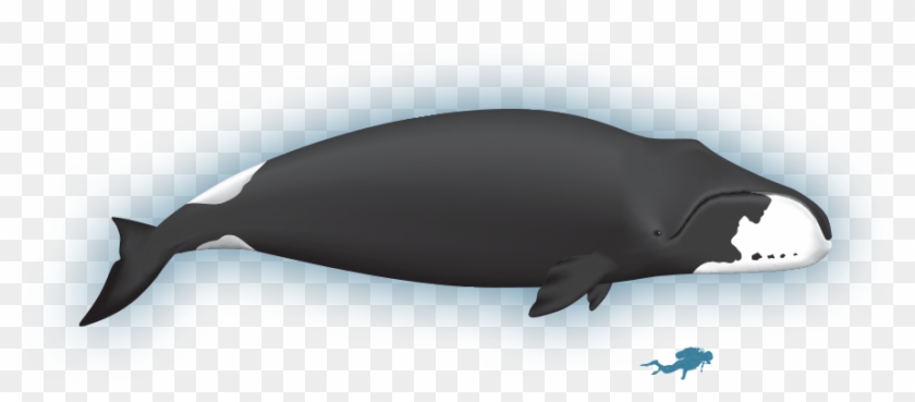 Wiki - Bowhead Whale - Whale Clipart #2992899
