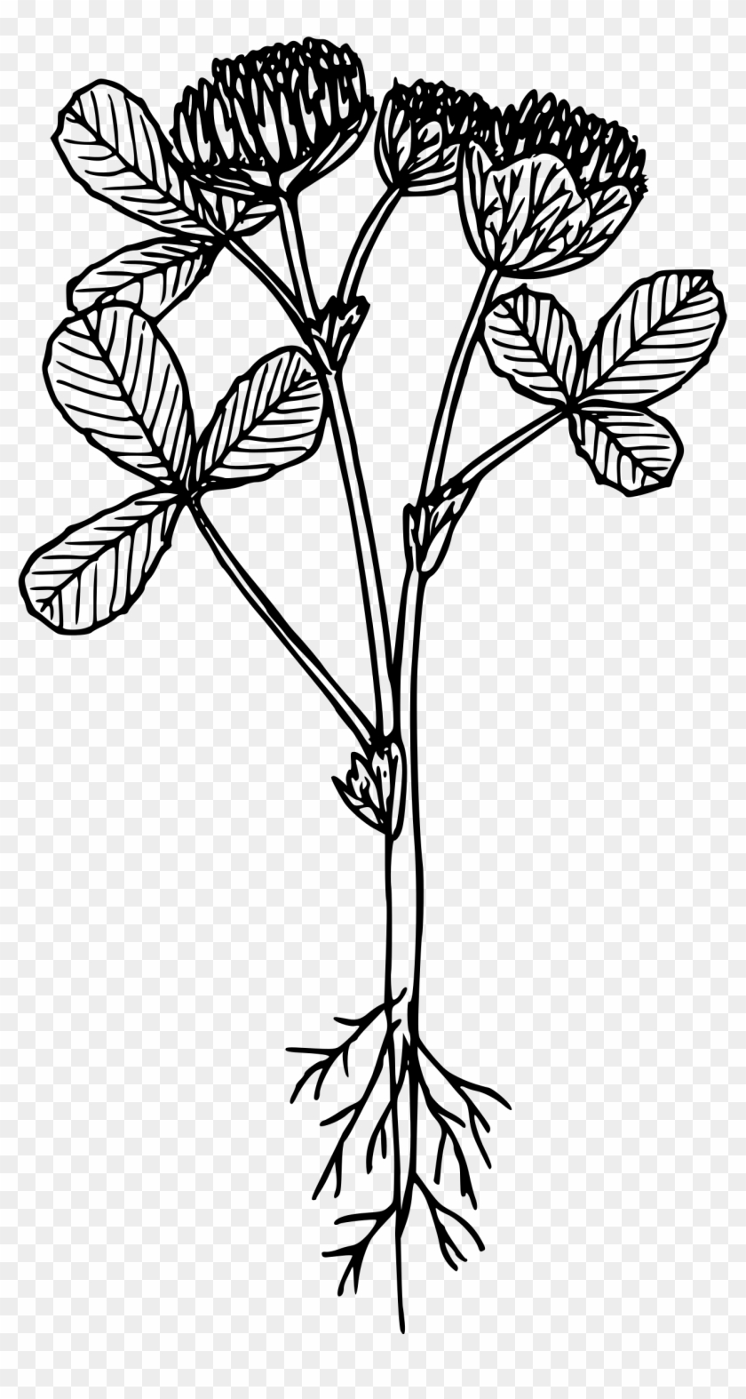 This Free Icons Png Design Of Cup Clover - Floral Design Clipart