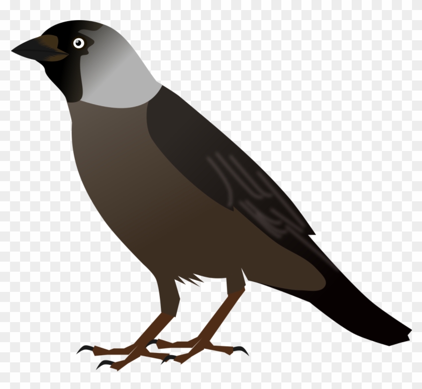 Crow Bird Cliparts - Jackdaw Clipart - Png Download