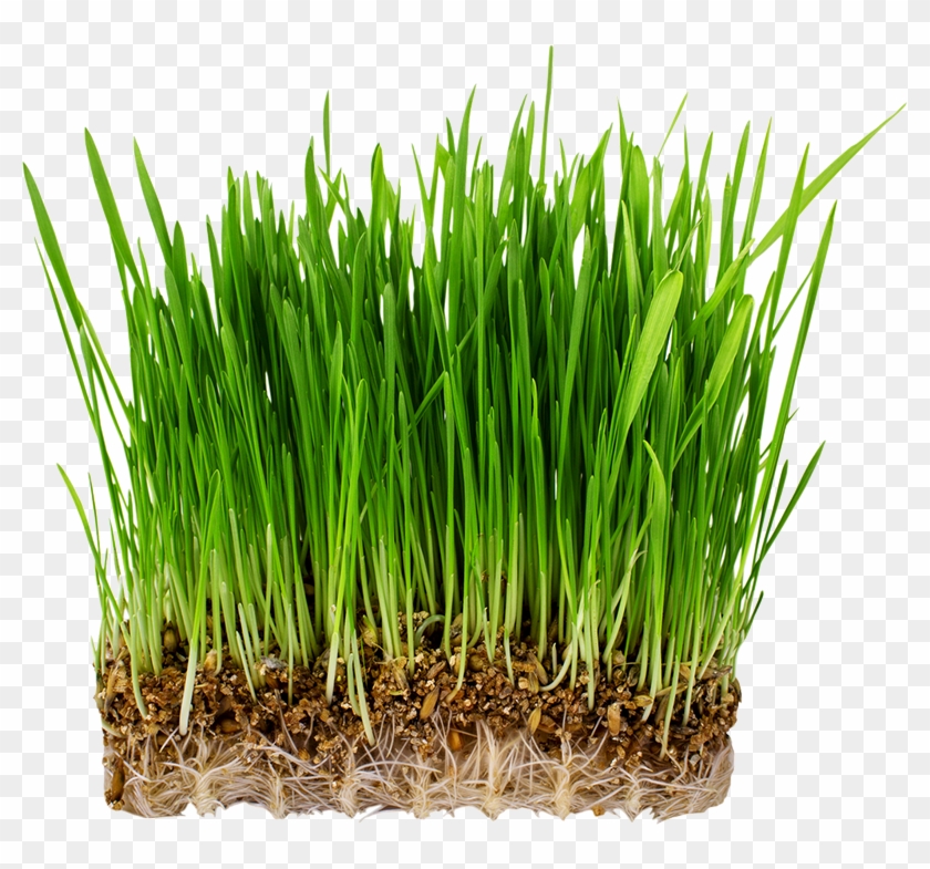 Grass Types - Hierba Avena Clipart