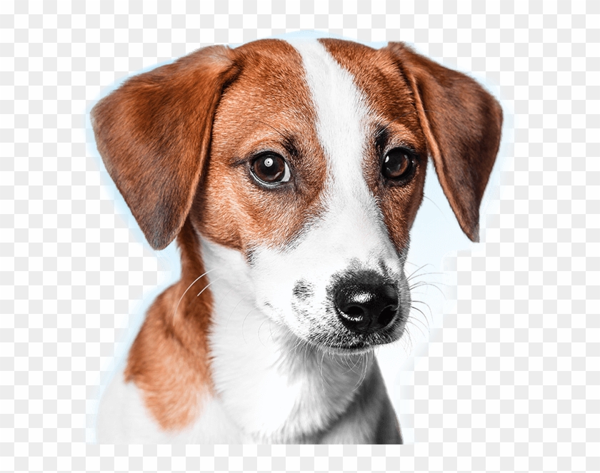 Contact Our Veterinary Emergency Referral Center - Harrier Clipart #2993620