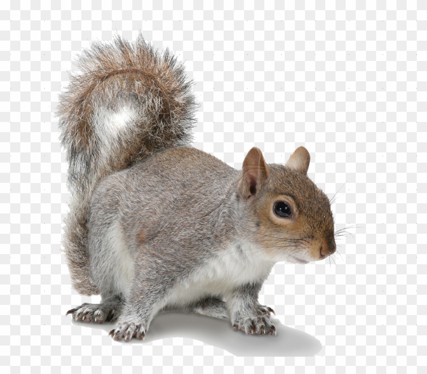Download Squirrel Png Transparent Images Transparent Squirrel With Transparent Background Clipart 2994105 Pikpng