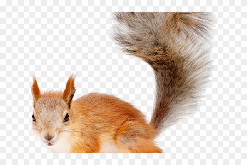 Transparent Gif On Natural Animals Clipart