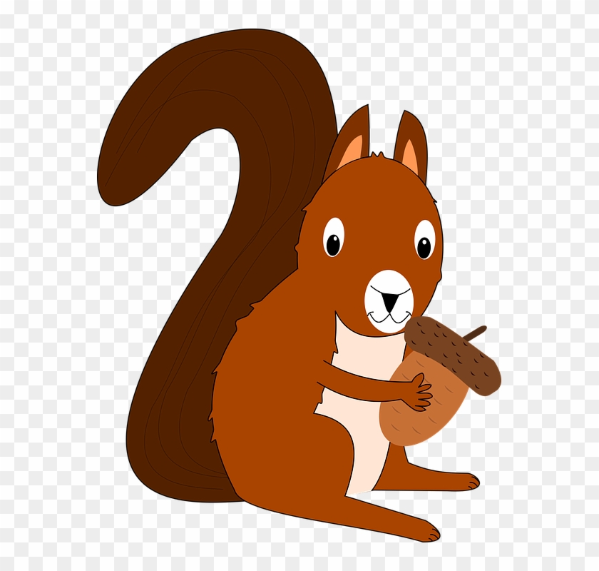 squirrel 378