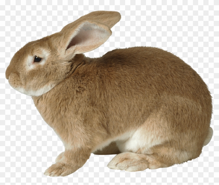 Unconditional Picture Of Rabit Rabbit Png Images Free - Rabbit With Transparent Background Clipart #2995237