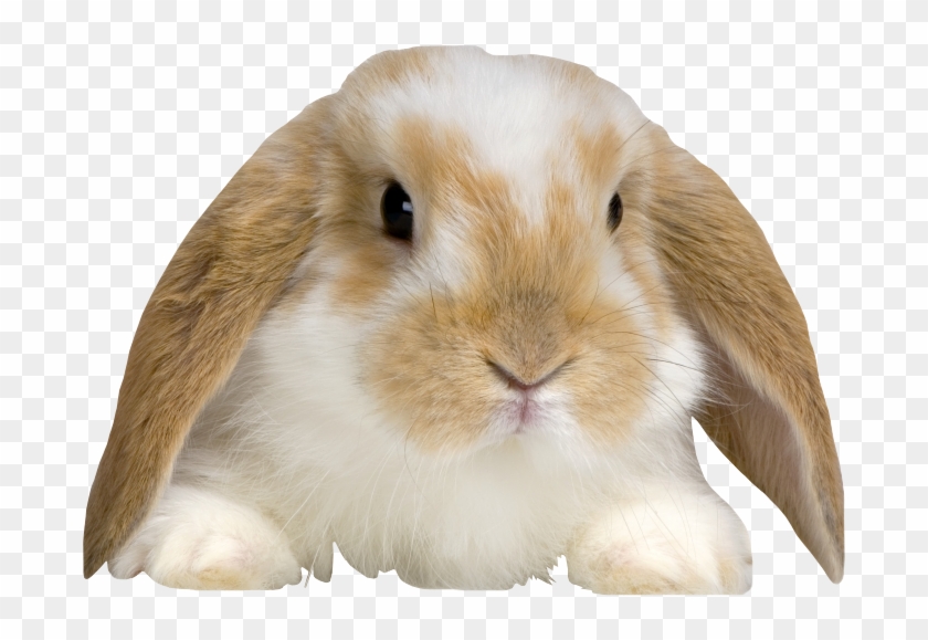 Fluffy Rabbit Png - Coelho Animal De Estimação Clipart #2995531