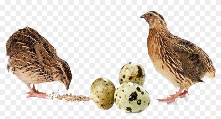 Buy Quail Feed Online For Sale Quail Feed Manufacturers, - Quail Eggs Clipart