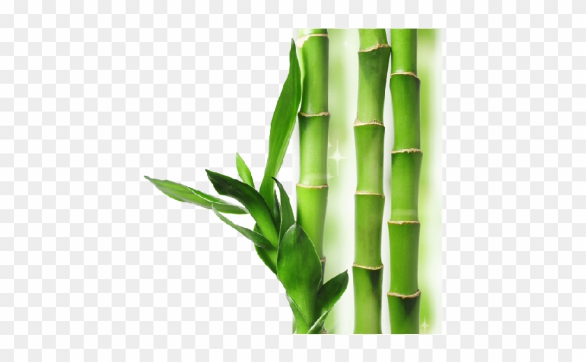 Download Png Image Report - Bamboo Transparent Background Clipart