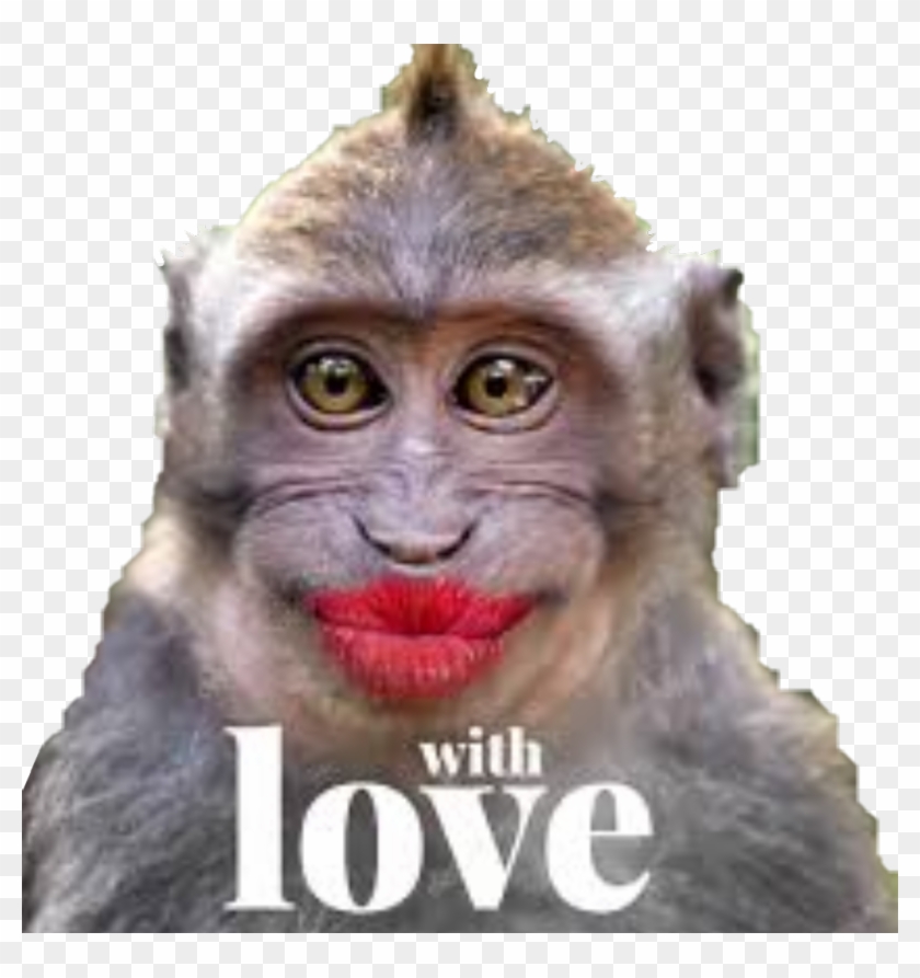 Funny Monkey Png - Funny Monkey With Lipstick Clipart