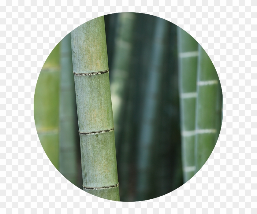Bg Circles@2x Bamboo - Bamboo Clipart #2997148