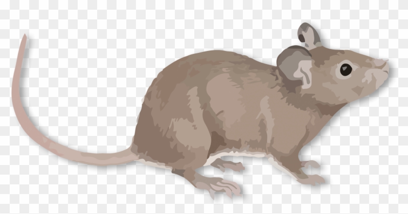 Rat , Png Download - Rat Clipart #2997505