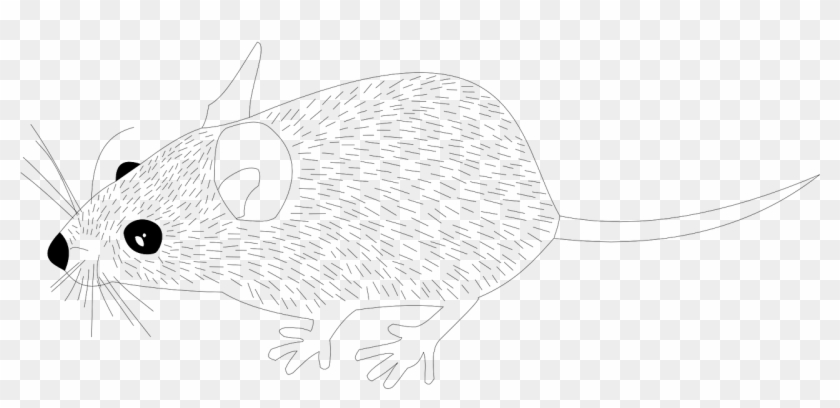 Wood Mouse Animal Mouse Rat Png Image - Line Art Clipart
